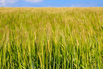 A Wheat Field