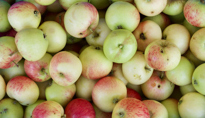Äpfel - Ernte