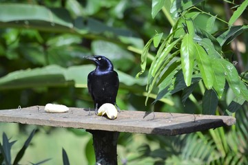 Costa Rica