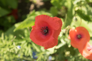 poppy summer flower
