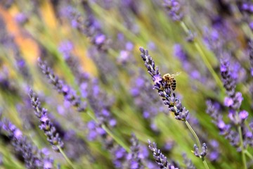 Naklejka premium ape su fiori di lavanda