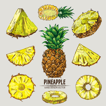 Digital Vector Detailed Line Art Color Pineapple Fruit Hand Drawn Retro Illustration Collection Set. Thin Artistic Pencil Outline. Vintage Ink Flat Style, Engraved Simple Doodle Sketches. Isolated