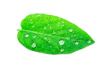 Fototapeta na wymiar green leaf with drops of water.