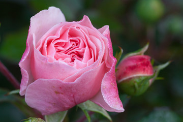 A rose gently pink color on a green background