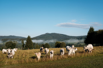 Obraz premium cow farm