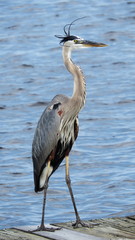 Great blue heron