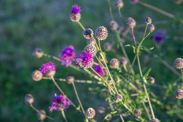Thistle, Carduus,Thistle flower at sunrise in golden tones, selective focus. The Thistle is a symbol of Scotland. Close-up of a Thistle, the national flower of Scotland. Natural seasonal background