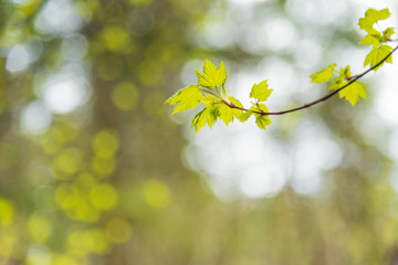 Close-up of new spring leaves on a branch in forest