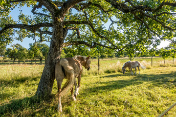 Pferde auf der Weide