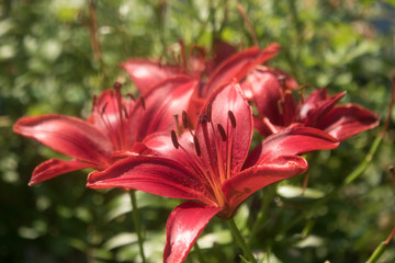 summer red lily