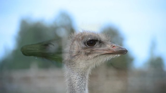 Portrait of ostrich bird head.