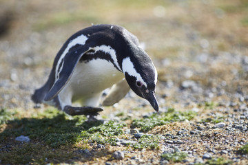 Magellan penguin