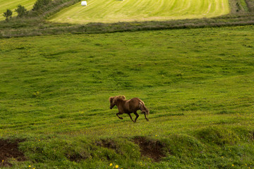 Fototapeta na wymiar Icelandic Pony Horse
