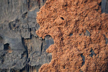 termite construction on palm tree - detail