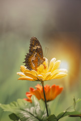 Obraz premium Closed up Butterfly on flower -Blur flower background 