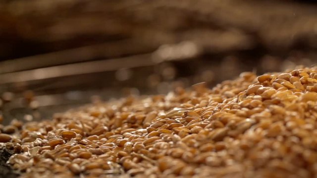 Wheat grains are falling in slow motion, a sheaf of wheat in the background. Shot on the slider