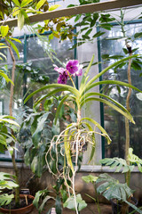 Obraz premium orchid