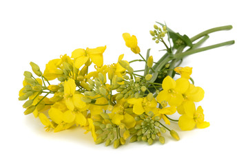 colza (Brassica napus )