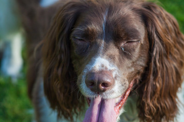 spaniel