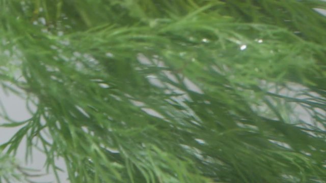 Dill floating in water. Close-up shot