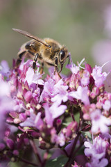Honey Bee on Origanum laevigatum 'Herenhausen'
