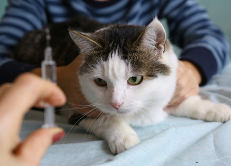 cat at veterinarian cabinet for vaccination with syringe in doctors hand
