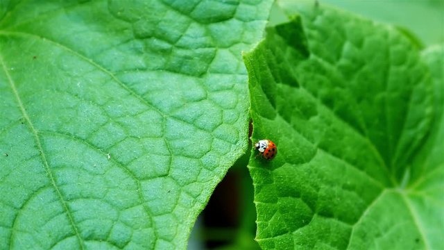 Ladybug on the green cucumbers leaf.