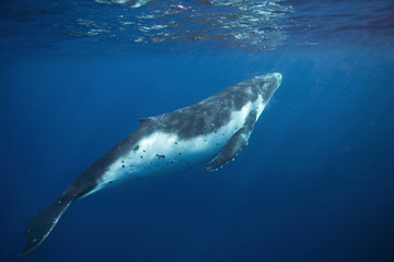 Obraz premium humpback whale, megaptera novaeangliae, Tonga, Vava'u island