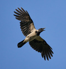 Crow in flight