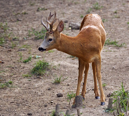 Male roebuck by the forest