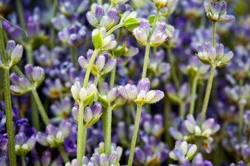 Closeup of lavender flowers