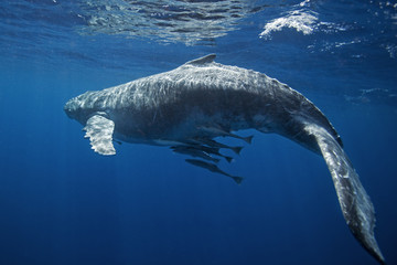 Fototapeta premium humpback whale, megaptera novaeangliae, Tonga, Vava'u island