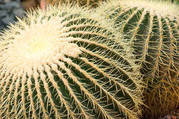 Round cactus cacti closeup