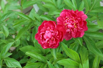 Beautiful peony flowers in garden, closeup