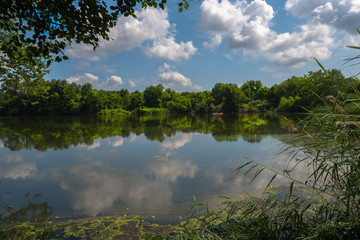 Lake in the Forest