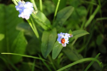 Myosotis et coccinnelle