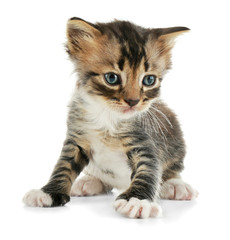 Cute little kitten on white background