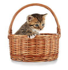 Naklejka na ściany i meble Cute little kitten in wicker basket on white background