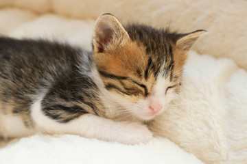 Cute little kitten sleeping on soft plaid at home
