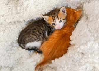 Cute little kittens resting on soft plaid at home