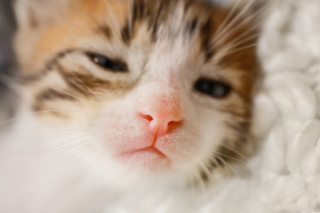 Cute little kitten, closeup
