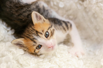 Fototapeta na wymiar Cute little kitten lying on soft plaid at home