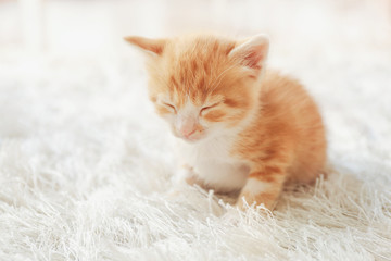Cute little kitten on furry rug at home