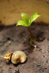 new grown cashew tree