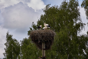 A nest of cranes on a column/Crane family in the nest. A nest of branches is located on top of a...