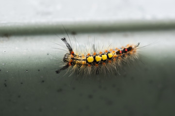 chenille