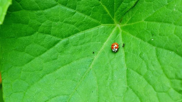 Ladybug on the green cucumbers leaf.