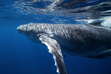 Naklejka premium humpback whale, megaptera novaeangliae, Tonga, Vava'u island