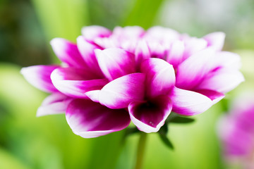 Pink and violet dahlia macro flower - obrazy, fototapety, plakaty