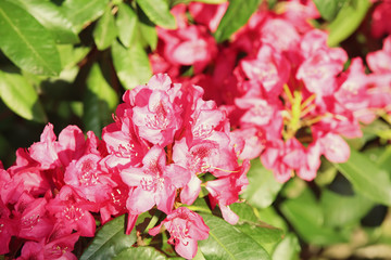 Beautiful flowers in garden, closeup